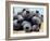 Blueberries with Drops of Water in Woodchip Basket-null-Framed Photographic Print