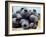 Blueberries with Drops of Water in Woodchip Basket-null-Framed Photographic Print