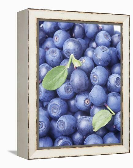 Blueberries-Vladimir Shulevsky-Framed Premier Image Canvas