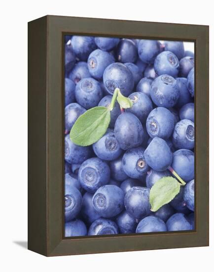 Blueberries-Vladimir Shulevsky-Framed Premier Image Canvas