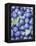 Blueberries-Vladimir Shulevsky-Framed Premier Image Canvas