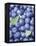 Blueberries-Vladimir Shulevsky-Framed Premier Image Canvas