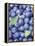 Blueberries-Vladimir Shulevsky-Framed Premier Image Canvas