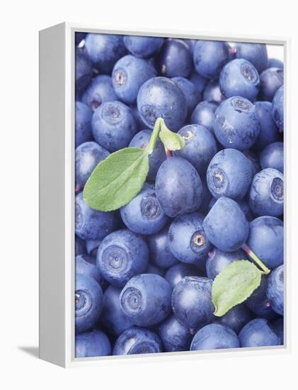 Blueberries-Vladimir Shulevsky-Framed Premier Image Canvas