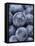 Blueberries-null-Framed Premier Image Canvas