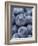 Blueberries-null-Framed Photographic Print