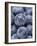 Blueberries-null-Framed Photographic Print