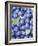 Blueberries-Vladimir Shulevsky-Framed Photographic Print