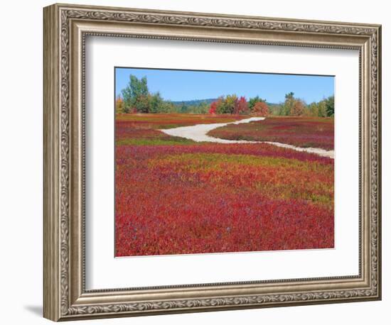 Blueberry Barrens, Maine, USA-Julie Eggers-Framed Photographic Print