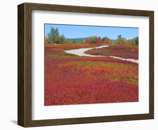 Blueberry Barrens, Maine, USA-Julie Eggers-Framed Photographic Print