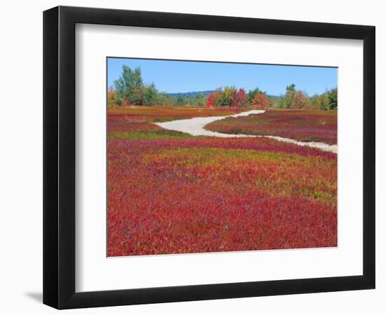 Blueberry Barrens, Maine, USA-Julie Eggers-Framed Photographic Print