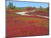 Blueberry Barrens, Maine, USA-Julie Eggers-Mounted Photographic Print