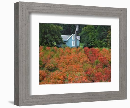 Blueberry Farm in Autumn Colors, Clackamas County, Oregon, USA-Jaynes Gallery-Framed Photographic Print