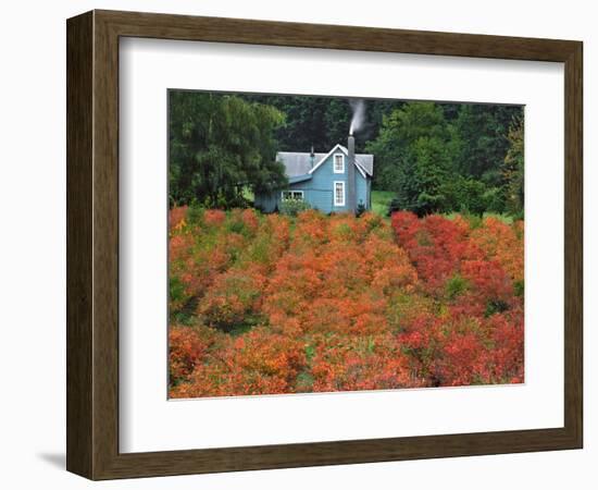 Blueberry Farm in Autumn Colors, Clackamas County, Oregon, USA-Jaynes Gallery-Framed Photographic Print