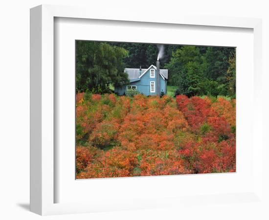 Blueberry Farm in Autumn Colors, Clackamas County, Oregon, USA-Jaynes Gallery-Framed Photographic Print