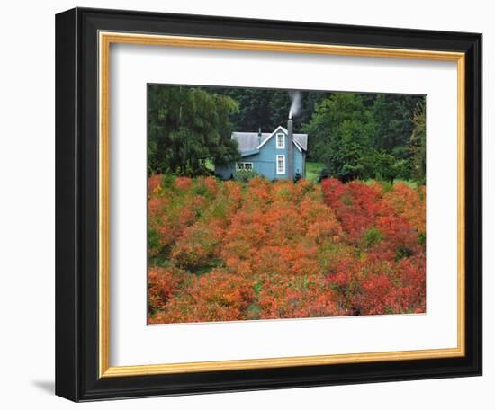 Blueberry Farm in Autumn Colors, Clackamas County, Oregon, USA-Jaynes Gallery-Framed Photographic Print