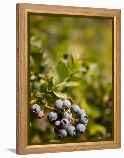 Blueberry Farm, Skagit County, Washington, USA-Michele Westmorland-Framed Premier Image Canvas