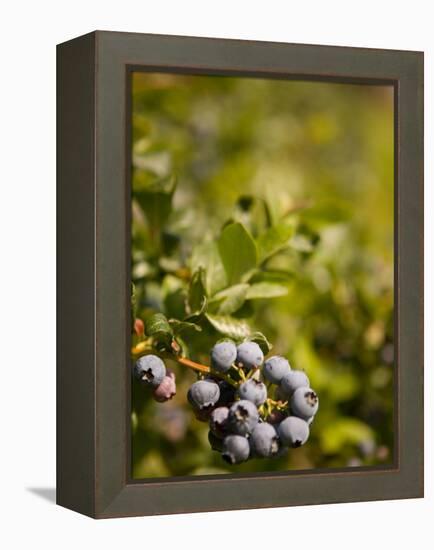 Blueberry Farm, Skagit County, Washington, USA-Michele Westmorland-Framed Premier Image Canvas