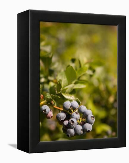 Blueberry Farm, Skagit County, Washington, USA-Michele Westmorland-Framed Premier Image Canvas