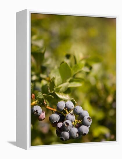 Blueberry Farm, Skagit County, Washington, USA-Michele Westmorland-Framed Premier Image Canvas