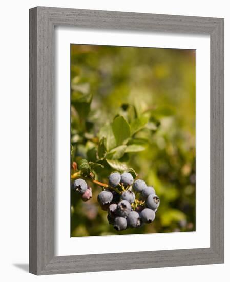 Blueberry Farm, Skagit County, Washington, USA-Michele Westmorland-Framed Photographic Print