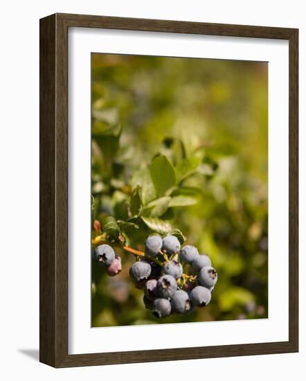 Blueberry Farm, Skagit County, Washington, USA-Michele Westmorland-Framed Photographic Print