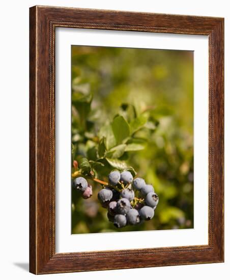 Blueberry Farm, Skagit County, Washington, USA-Michele Westmorland-Framed Photographic Print