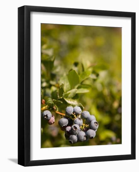 Blueberry Farm, Skagit County, Washington, USA-Michele Westmorland-Framed Photographic Print