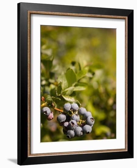 Blueberry Farm, Skagit County, Washington, USA-Michele Westmorland-Framed Photographic Print