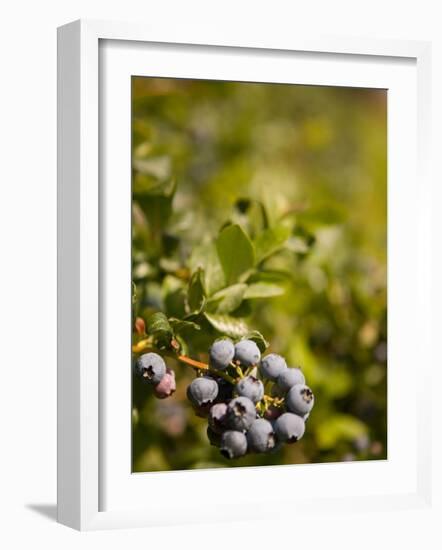 Blueberry Farm, Skagit County, Washington, USA-Michele Westmorland-Framed Photographic Print
