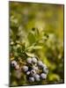 Blueberry Farm, Skagit County, Washington, USA-Michele Westmorland-Mounted Photographic Print