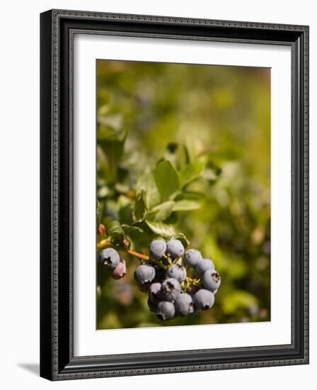 Blueberry Farm, Skagit County, Washington, USA-Michele Westmorland-Framed Photographic Print