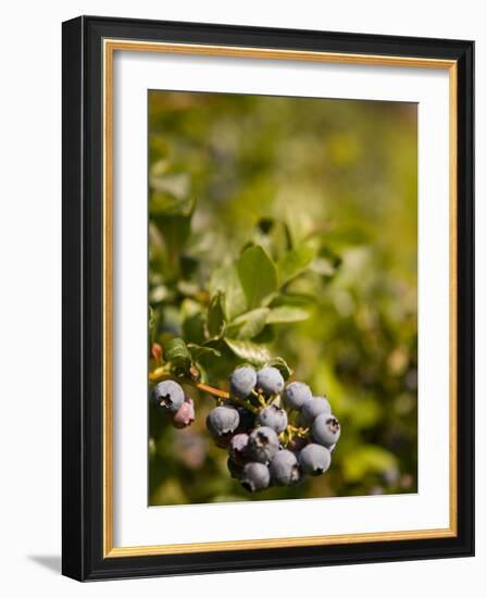 Blueberry Farm, Skagit County, Washington, USA-Michele Westmorland-Framed Photographic Print