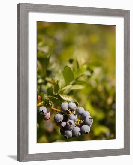 Blueberry Farm, Skagit County, Washington, USA-Michele Westmorland-Framed Photographic Print