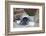 Blueberrys in Enamel Milk Can-Andrea Haase-Framed Photographic Print