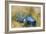 Bluebird at Brooklands-Peter Miller-Framed Giclee Print