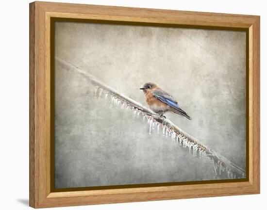 Bluebird Braving the Cold-Jai Johnson-Framed Premier Image Canvas