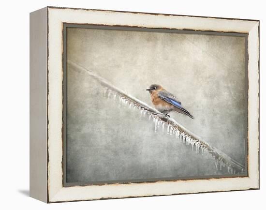 Bluebird Braving the Cold-Jai Johnson-Framed Premier Image Canvas