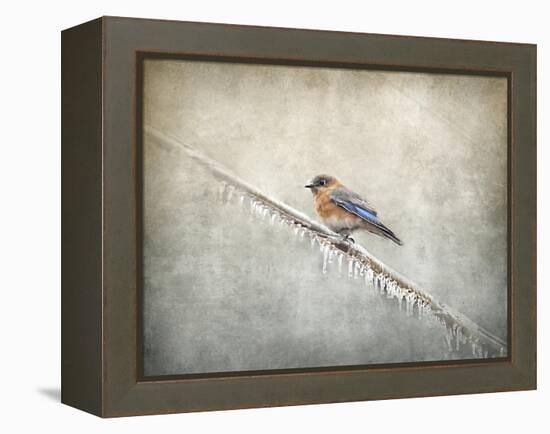 Bluebird Braving the Cold-Jai Johnson-Framed Premier Image Canvas
