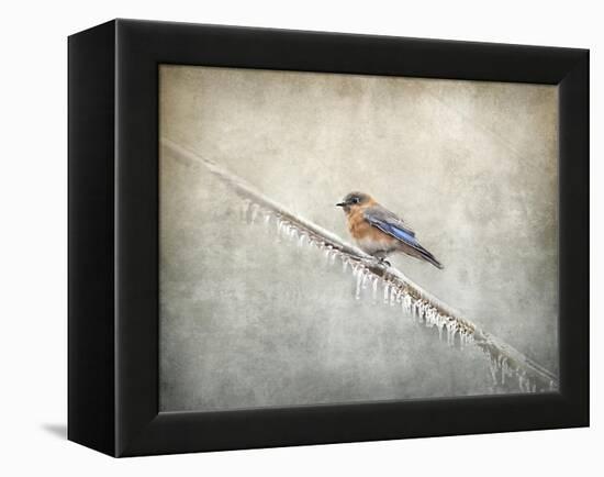 Bluebird Braving the Cold-Jai Johnson-Framed Premier Image Canvas