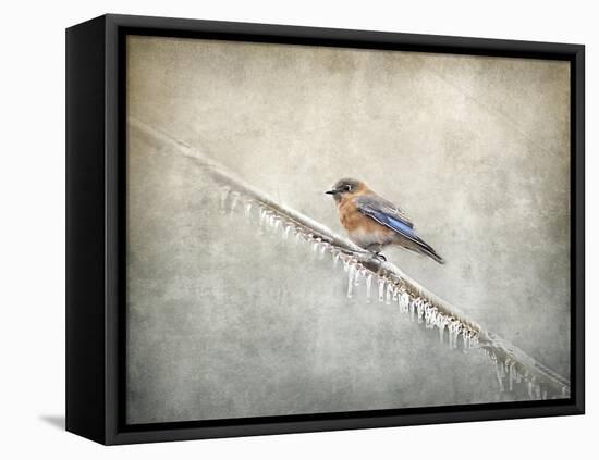 Bluebird Braving the Cold-Jai Johnson-Framed Premier Image Canvas