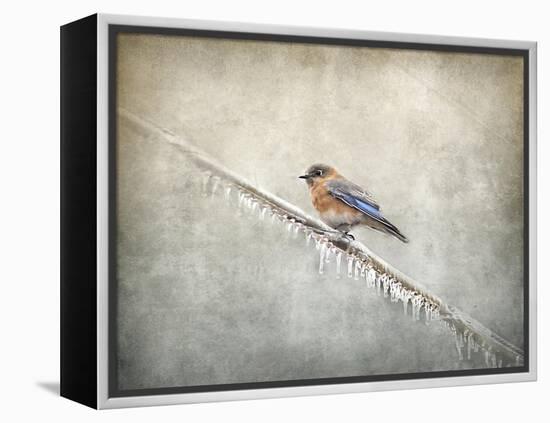 Bluebird Braving the Cold-Jai Johnson-Framed Premier Image Canvas