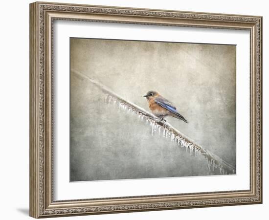 Bluebird Braving the Cold-Jai Johnson-Framed Giclee Print