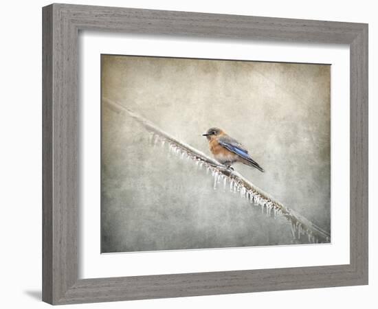 Bluebird Braving the Cold-Jai Johnson-Framed Giclee Print