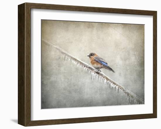 Bluebird Braving the Cold-Jai Johnson-Framed Giclee Print