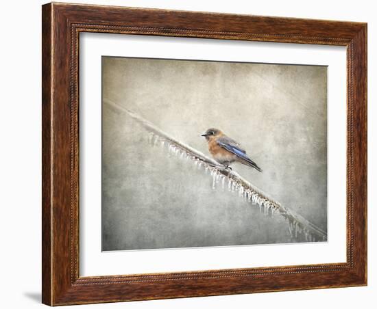 Bluebird Braving the Cold-Jai Johnson-Framed Giclee Print