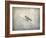 Bluebird Braving the Cold-Jai Johnson-Framed Giclee Print