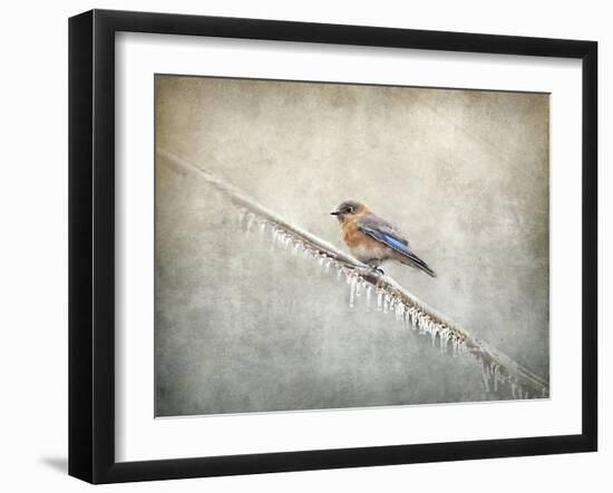 Bluebird Braving the Cold-Jai Johnson-Framed Giclee Print