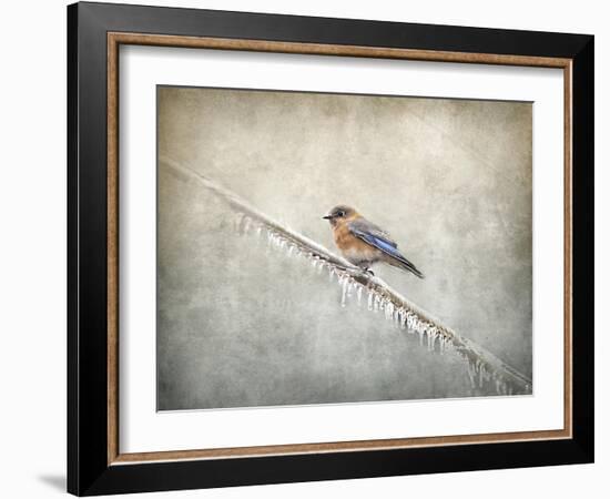 Bluebird Braving the Cold-Jai Johnson-Framed Giclee Print