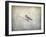 Bluebird Braving the Cold-Jai Johnson-Framed Giclee Print